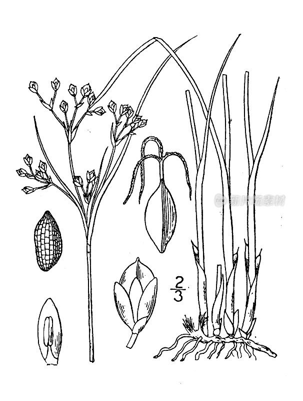 古董植物学植物插图:junus Gerardi, Blackgrass